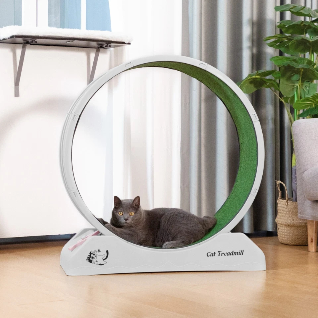Healthy Cat Fitness Indoor Treadmill