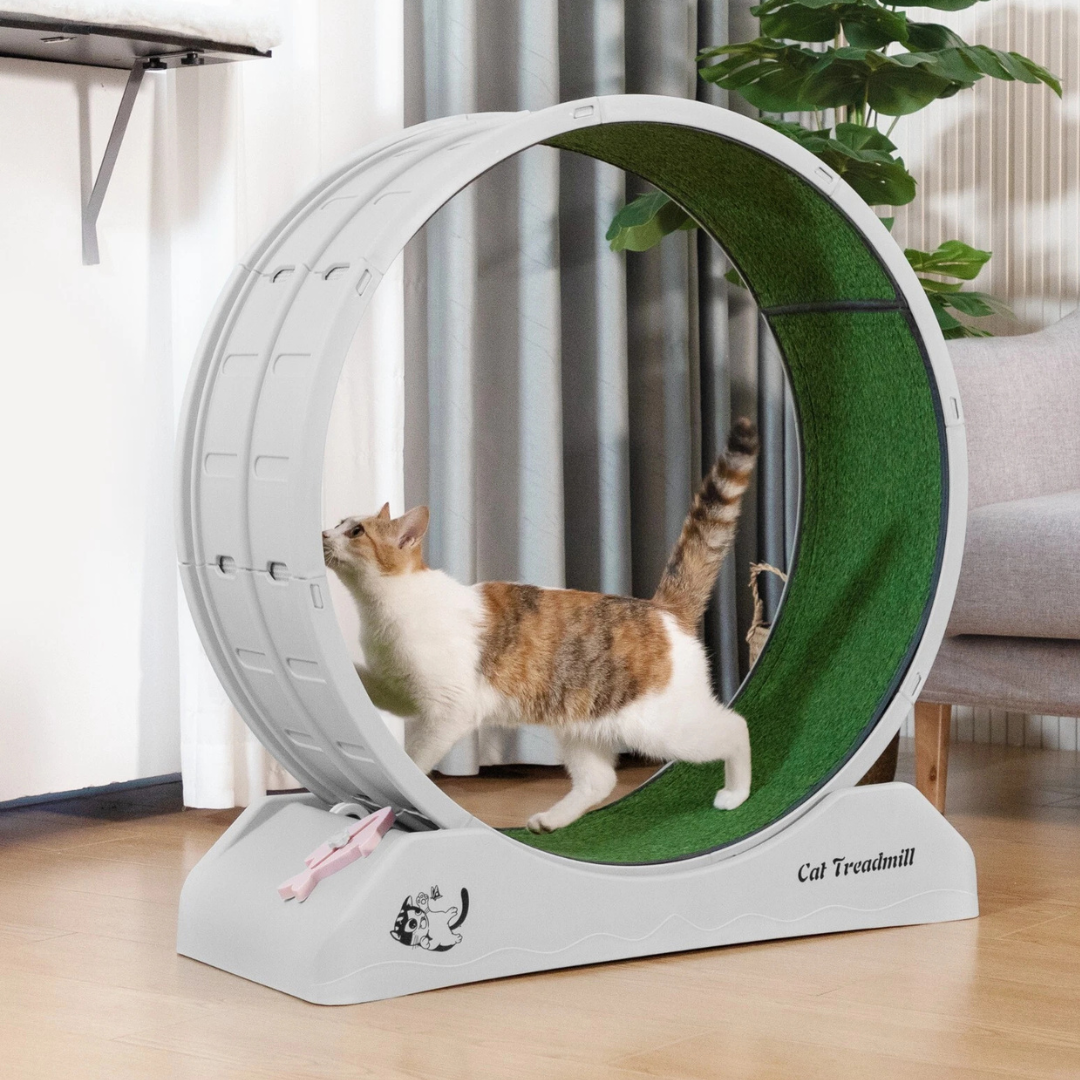 Healthy Cat Fitness Indoor Treadmill