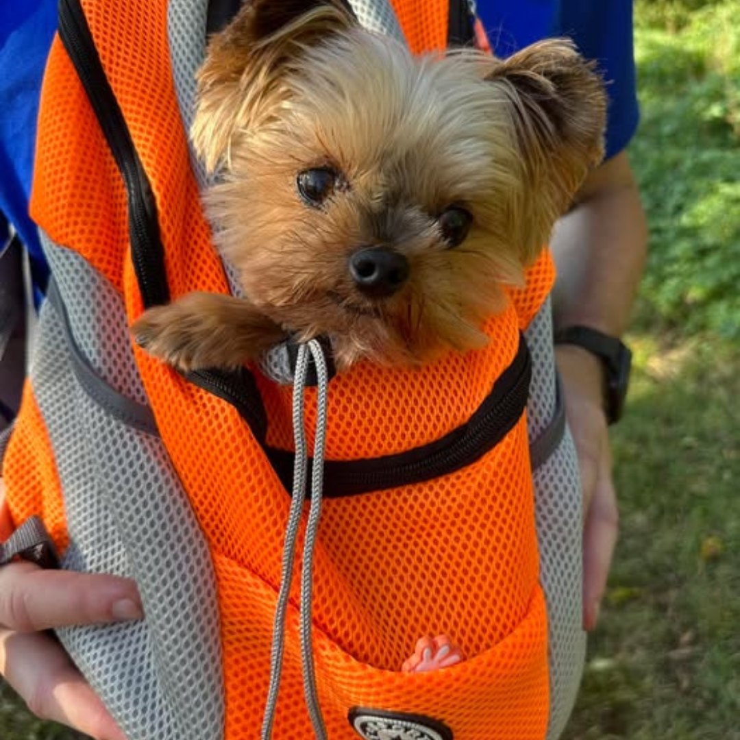 Comfy Outdoor Travel Pet Backpack