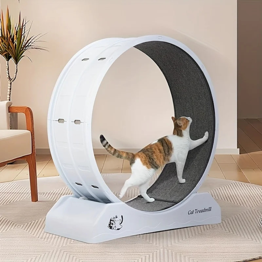 Healthy Cat Fitness Indoor Treadmill