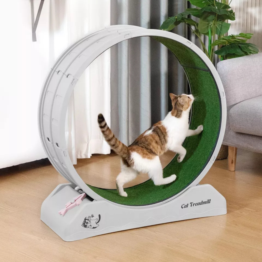 Healthy Cat Fitness Indoor Treadmill